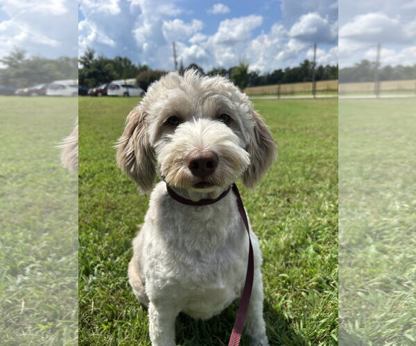 Medium Photo #2 Goldendoodle (Miniature) Puppy For Sale in Pacolet, SC, USA