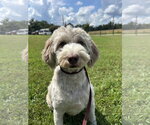 Small #1 Goldendoodle (Miniature)