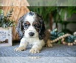 Small Photo #7 Cocker Spaniel Puppy For Sale in SEAMAN, OH, USA