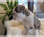 Small #2 Faux Frenchbo Bulldog