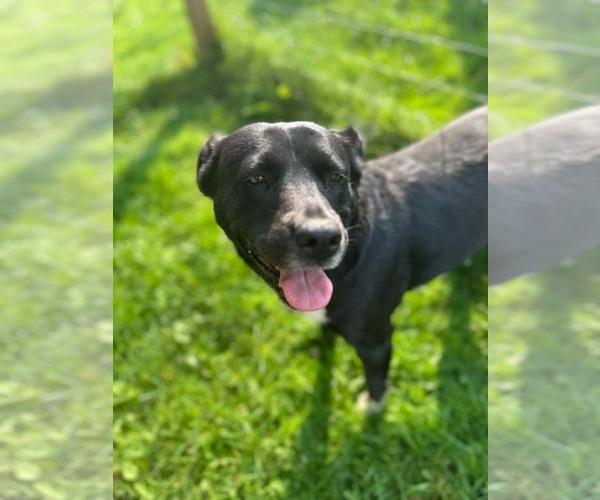 Medium Photo #3 Labrador Retriever-Unknown Mix Puppy For Sale in Hinton, WV, USA