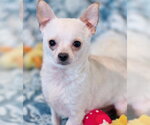 Small #6 Chihuahua
