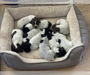 German Shorthaired Pointer Puppy for sale in CASTROVILLE, CA, USA