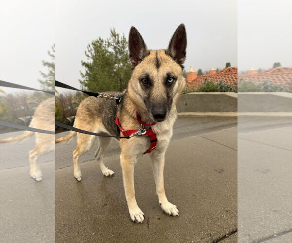 Medium Photo #2 Gerberian Shepsky Puppy For Sale in San Jose, CA, USA