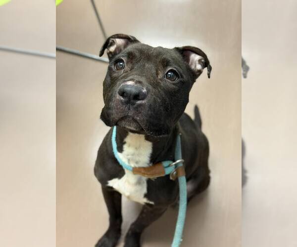 Medium Photo #8 American Pit Bull Terrier-Unknown Mix Puppy For Sale in Crete, IL, USA