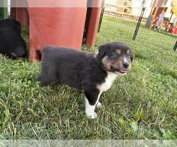 Medium Photo #9 Australian Shepherd Puppy For Sale in JEROMESVILLE, OH, USA