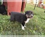 Small #8 Australian Shepherd