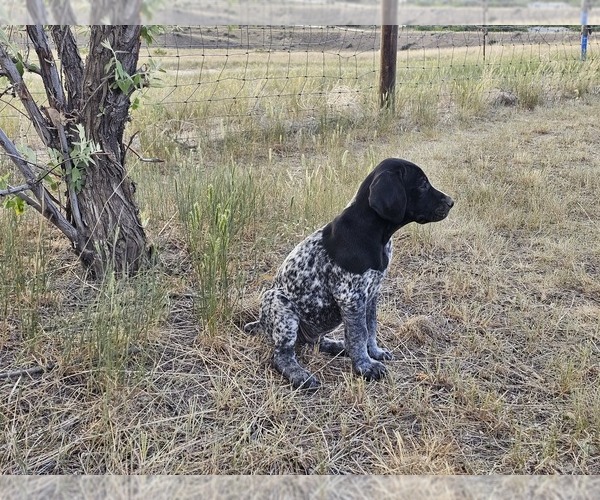 Medium Photo #64 German Shorthaired Pointer Puppy For Sale in EVANSVILLE, WY, USA