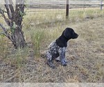 Small Photo #64 German Shorthaired Pointer Puppy For Sale in EVANSVILLE, WY, USA