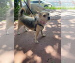 Small #11 Mutt