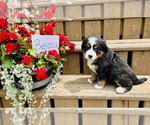 Puppy Becca Bernese Mountain Dog