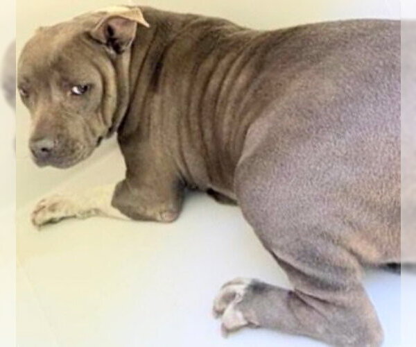 Medium Photo #1 Staffordshire Bull Terrier Puppy For Sale in Houston, TX, USA