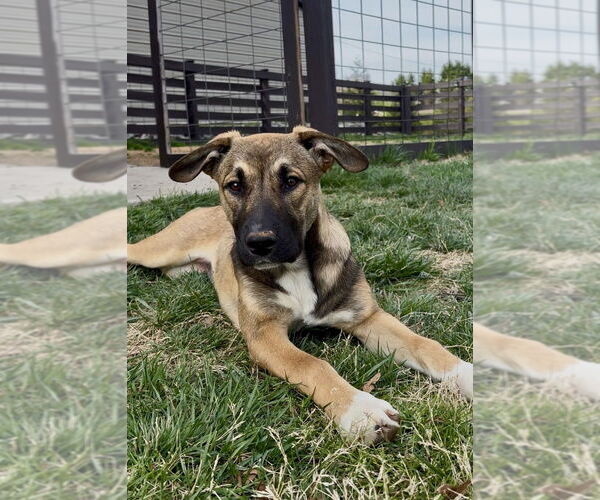 Medium Photo #3 Mutt Puppy For Sale in Mooresville, NC, USA