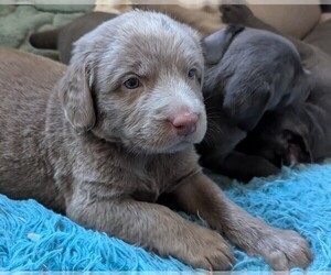 Weimaraner Puppy for sale in BLUE RIDGE, VA, USA