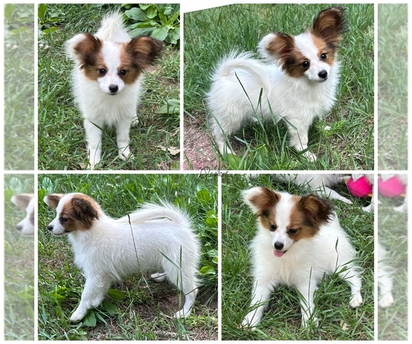 Medium Photo #1 Papillon Puppy For Sale in MINNEAPOLIS, MN, USA