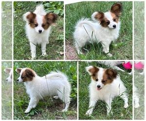 Papillon Puppy for sale in MINNEAPOLIS, MN, USA