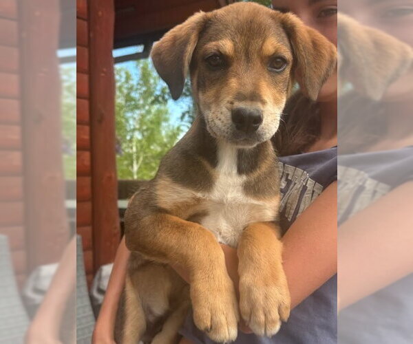 Medium Photo #4 Mutt Puppy For Sale in Tabernash, CO, USA