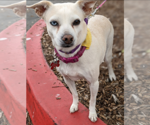 Jillie - Female Chihuahua-Unknown Mix Dog for Adoption - Photo #2