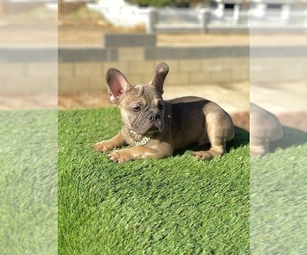 Medium Photo #5 French Bulldog Puppy For Sale in KANSAS CITY, MO, USA