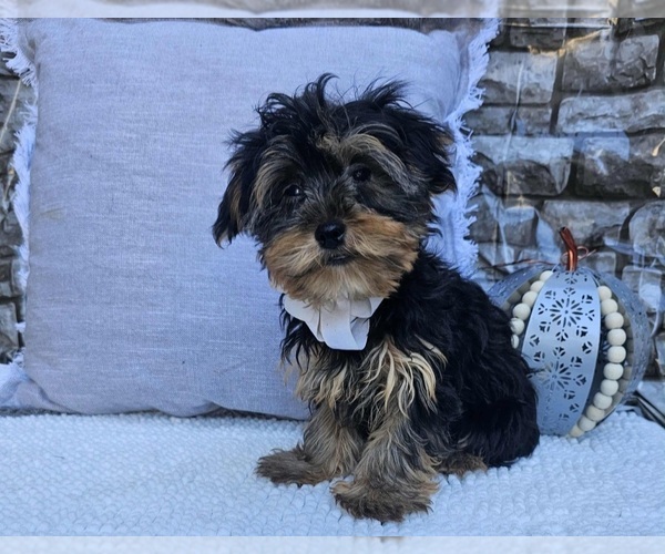 Medium Photo #1 Yorkshire Terrier Puppy For Sale in INDIANAPOLIS, IN, USA