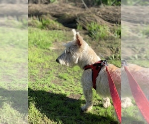 Mother of the Cardigan Welsh Corgi-Scottish Terrier Mix puppies born on 06/26/2026