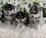 Small #10 Pomsky