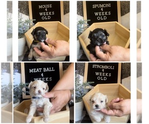 Maltese-Poodle (Toy) Mix Puppy for sale in NEW PORT RICHEY, FL, USA