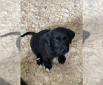 Small Photo #3 Labrador Retriever Puppy For Sale in WESTBY, WI, USA