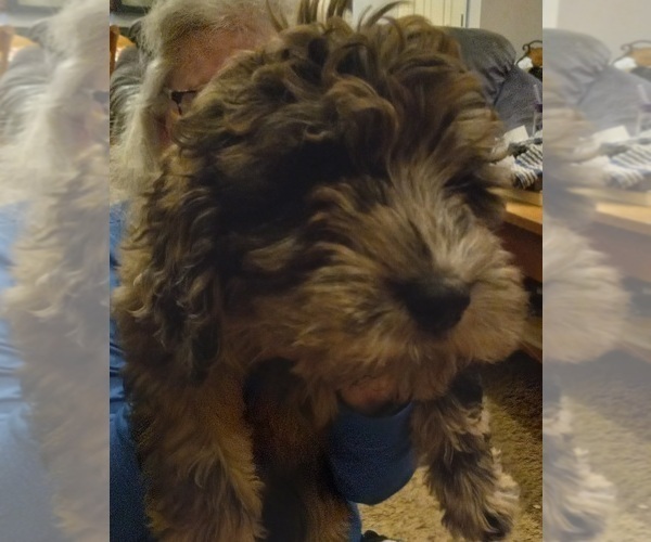 Medium Photo #9 Labradoodle Puppy For Sale in JEFFERSONTOWN, KY, USA
