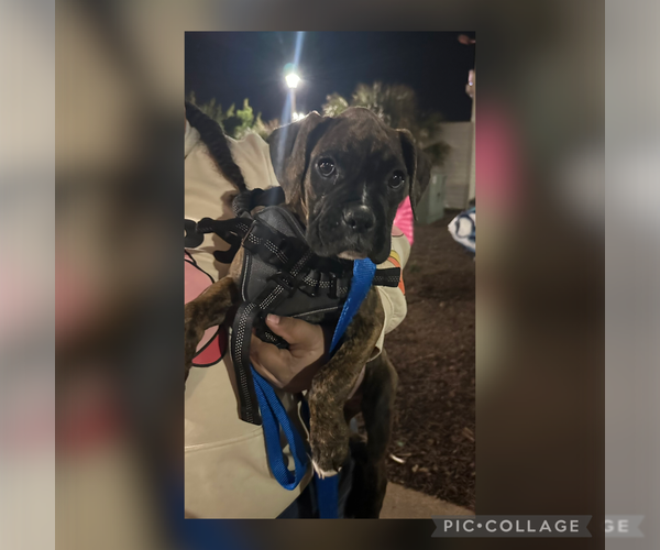 Medium Photo #1 Boxer Puppy For Sale in RALEIGH, NC, USA