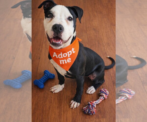 Medium Photo #3 Mutt Puppy For Sale in Euless, TX, USA