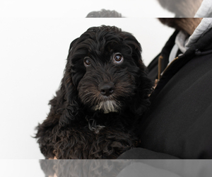 Cockapoo (Miniature) Puppy for sale in NAPPANEE, IN, USA