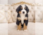 Small #2 Bernese Mountain Dog