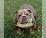 Small Photo #2 English Bulldog Puppy For Sale in MURRIETA, CA, USA