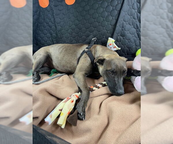 Medium Photo #6 Holland Shepherd-Unknown Mix Puppy For Sale in San Juan Capistrano, CA, USA