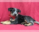 Small Photo #5 Australian Cattle Dog Puppy For Sale in HOLTWOOD, PA, USA