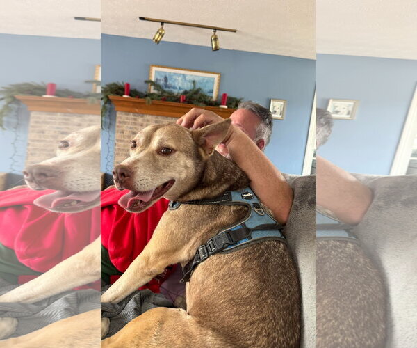 Medium Photo #8 Siberian Husky-Unknown Mix Puppy For Sale in Germantown, OH, USA