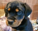 Small Photo #6 Rottweiler Puppy For Sale in STEUBENVILLE, OH, USA