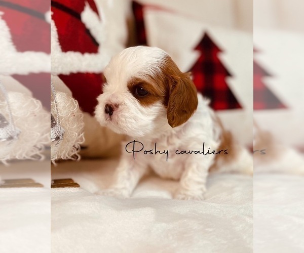 Medium Photo #3 Cavalier King Charles Spaniel Puppy For Sale in NAMPA, ID, USA