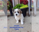 Small Photo #1 Jack Russell Terrier-Shih Tzu Mix Puppy For Sale in SHIPSHEWANA, IN, USA