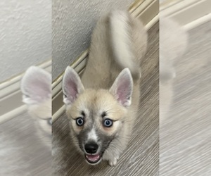 Pomsky Puppy for Sale in LOVELAND, Colorado USA