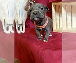 Small Photo #19 Cane Corso Puppy For Sale in LAKE EUFAULA, OK, USA