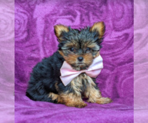 Shorkie Tzu Puppy for sale in LEOLA, PA, USA