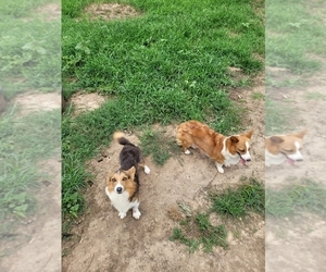 Father of the Pembroke Welsh Corgi puppies born on 07/04/2023