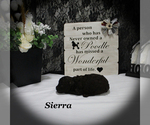 Small #6 Poodle (Toy)