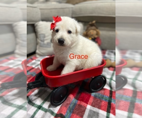 Medium Photo #1 German Shepherd Dog Puppy For Sale in ALACHUA, FL, USA
