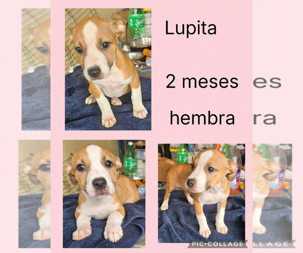 Medium Photo #1 Jack-A-Bee Puppy For Sale in Virginia Beach, VA, USA