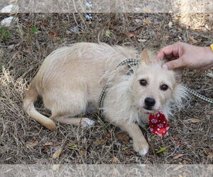 Cairn Terrier-Norfolk Terrier Mix Dogs for adoption in Bandera, TX, USA