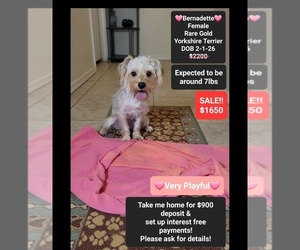 Yorkshire Terrier Puppy for sale in TUCSON, AZ, USA