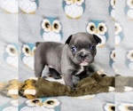 Small Photo #8 French Bulldog Puppy For Sale in SALEM, OR, USA